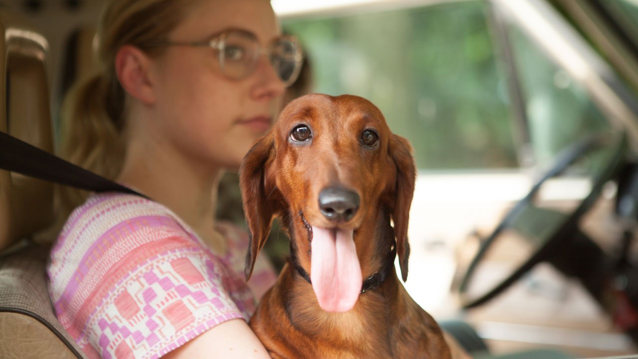Uma Vida de Cão / Wiener-Dog (2016)